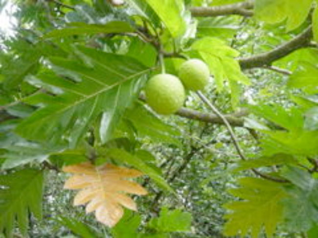 artocarpus-altilis-main