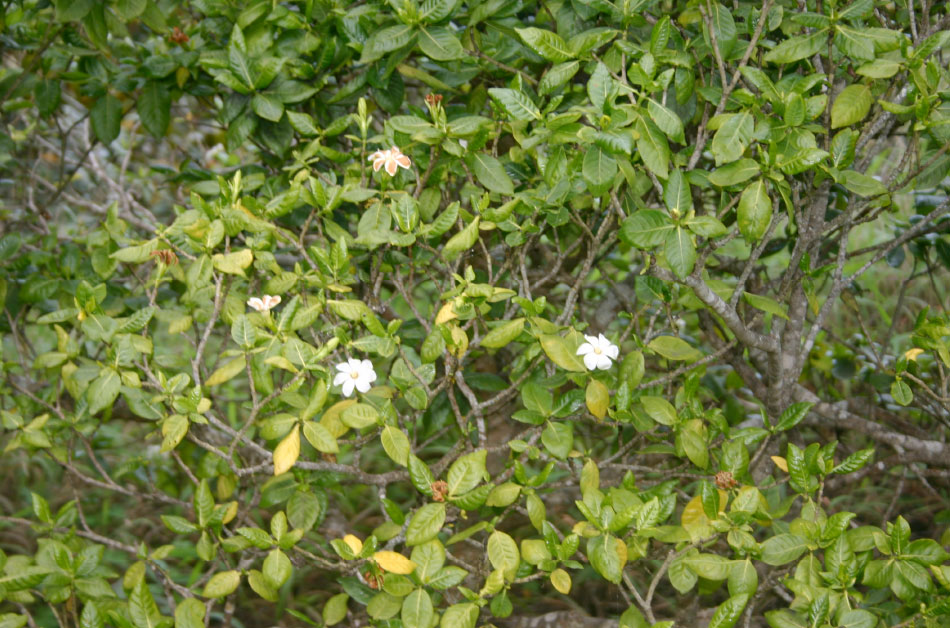 Gardenia Brighamii