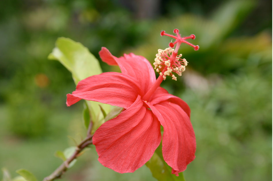 Hibiscus Clayii