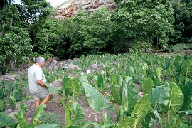 Lindsey strolls through a field of 'ape, a Tongan relative of Hawaiian kalo, part of a farming collaborative with Opunui-Hala 'Ohana from Lahaina.